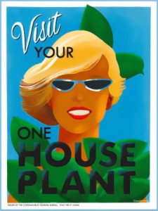 House Plant